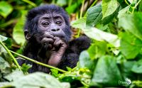 08 Bwindi NP 004