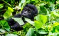 08 Bwindi NP 005