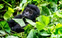 08 Bwindi NP 005