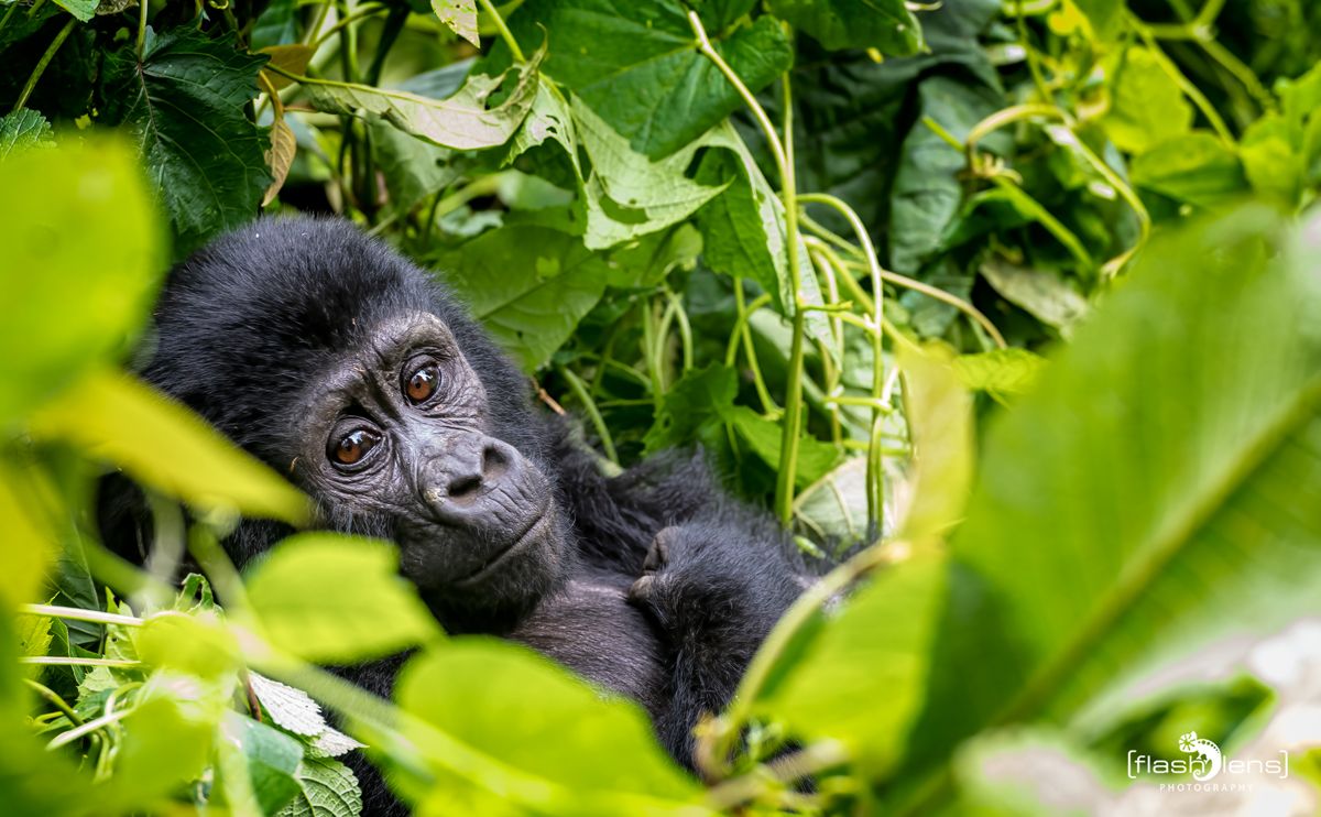 08 Bwindi NP 006