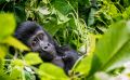 08 Bwindi NP 006