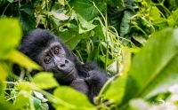 08 Bwindi NP 006