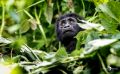 08 Bwindi NP 007
