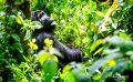 08 Bwindi NP 008