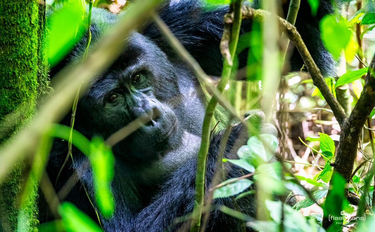 08 Bwindi NP 009
