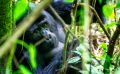 08 Bwindi NP 009