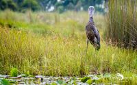 09 Mabamba Swamps 004