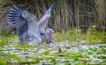 09 Mabamba Swamps 008