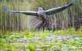 09 Mabamba Swamps 010