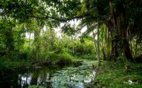 04 Kibale Forest 003