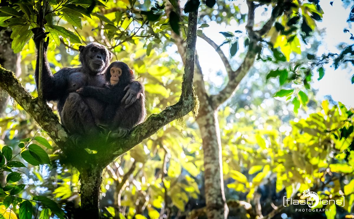04 Kibale Forest 010