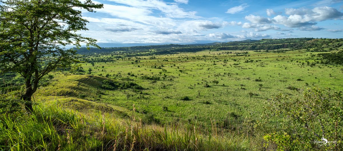 07 Queen Elisabeth NP 007