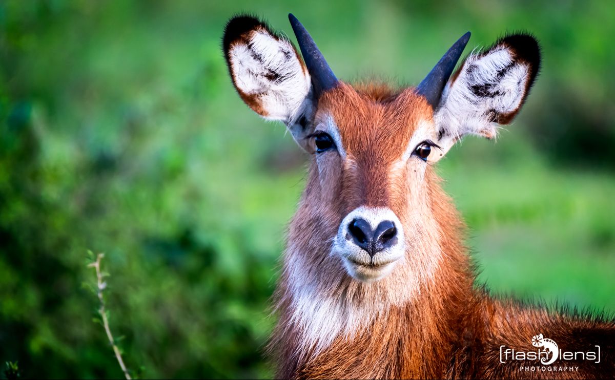 07 Queen Elisabeth NP 018