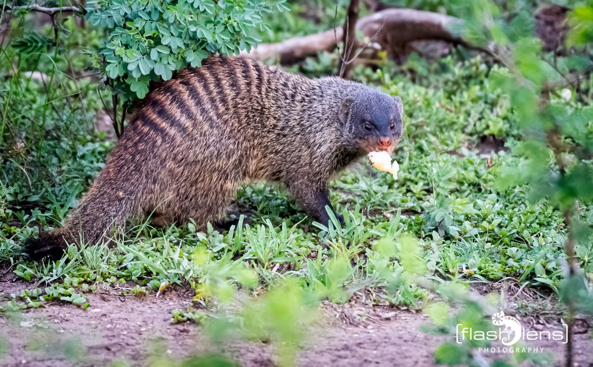 07 Queen Elisabeth NP 019
