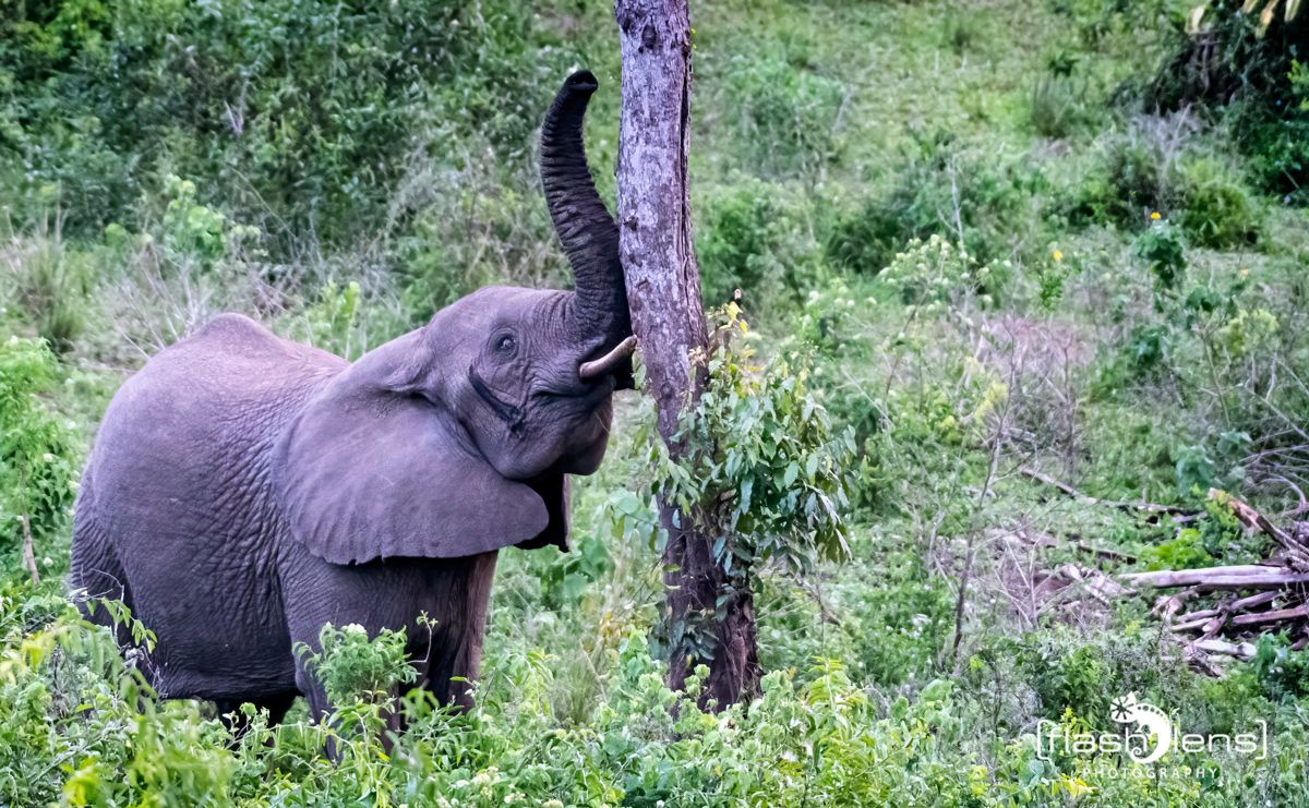 07 Queen Elisabeth NP 028