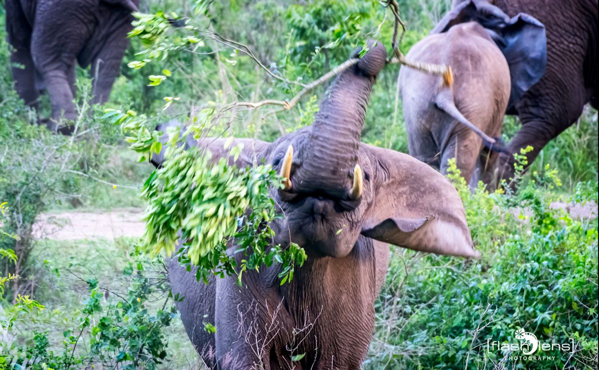 07 Queen Elisabeth NP 035