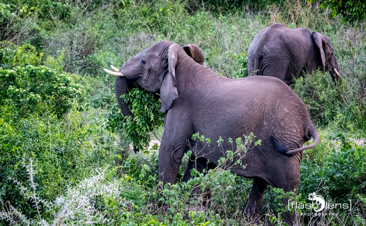 07 Queen Elisabeth NP 036