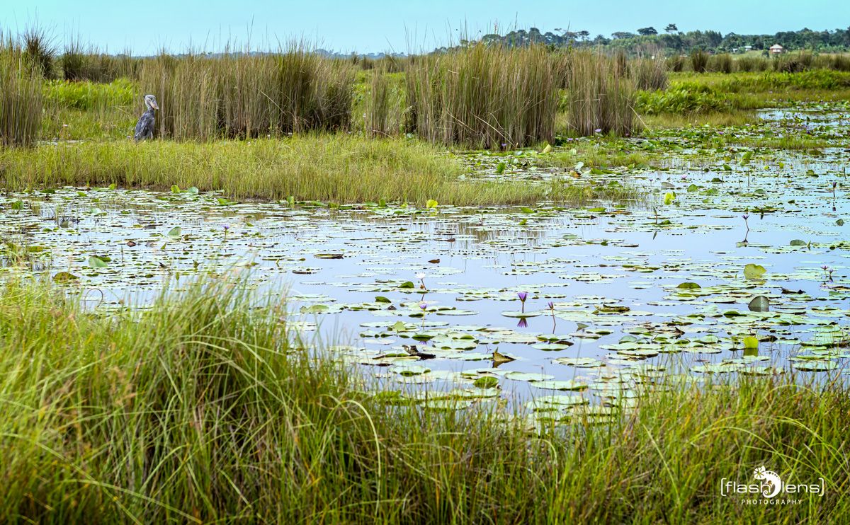 09 Mabamba Swamps 003