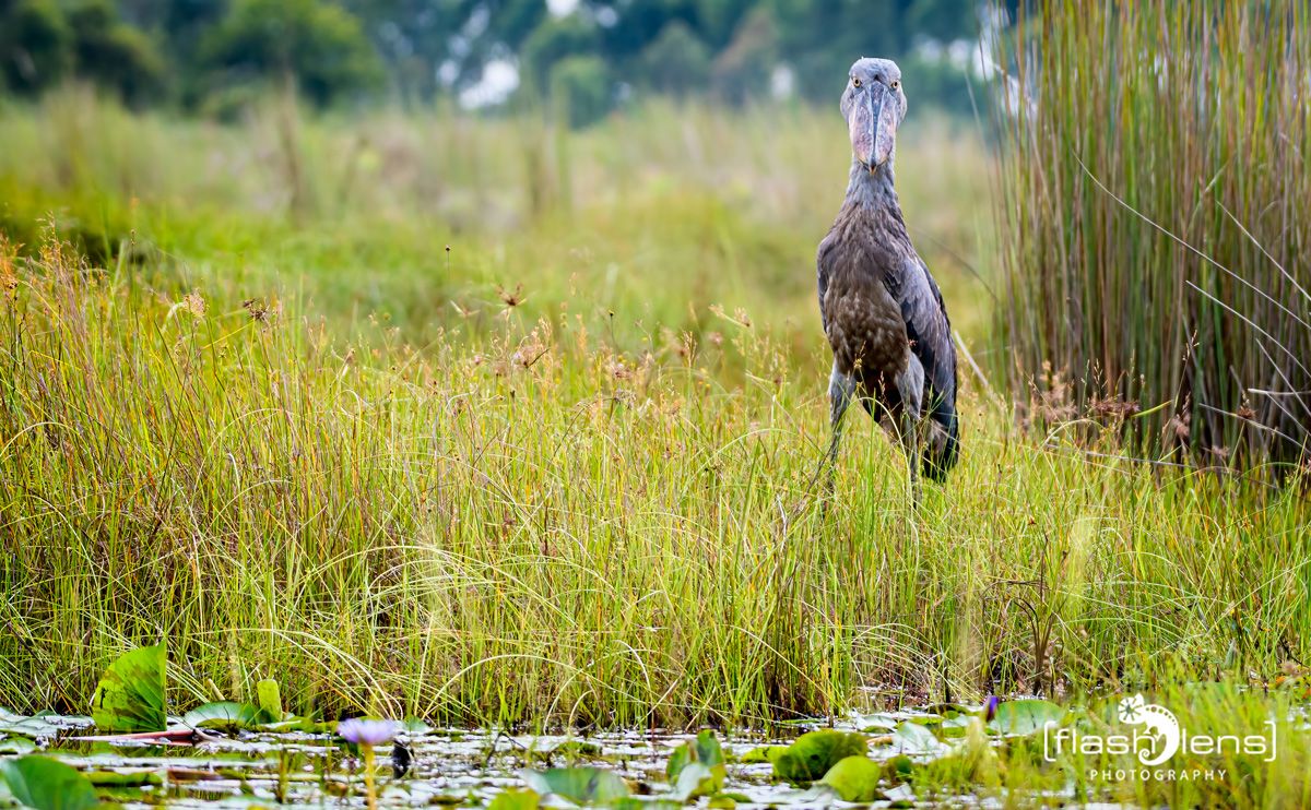 09 Mabamba Swamps 004