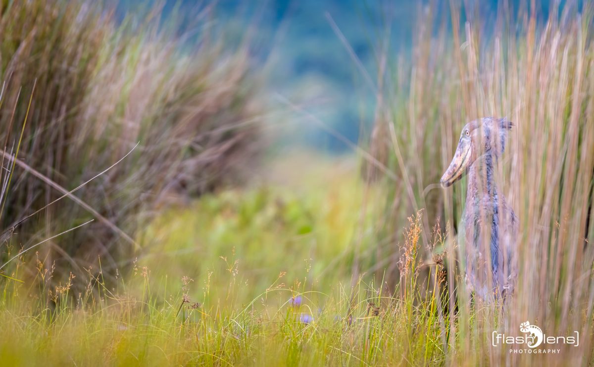 09 Mabamba Swamps 007