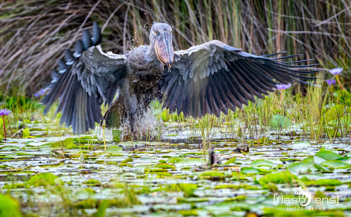 09 Mabamba Swamps 009