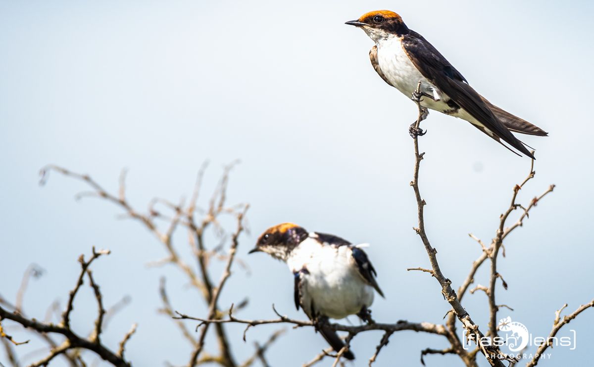 03 Victoria Nile 036