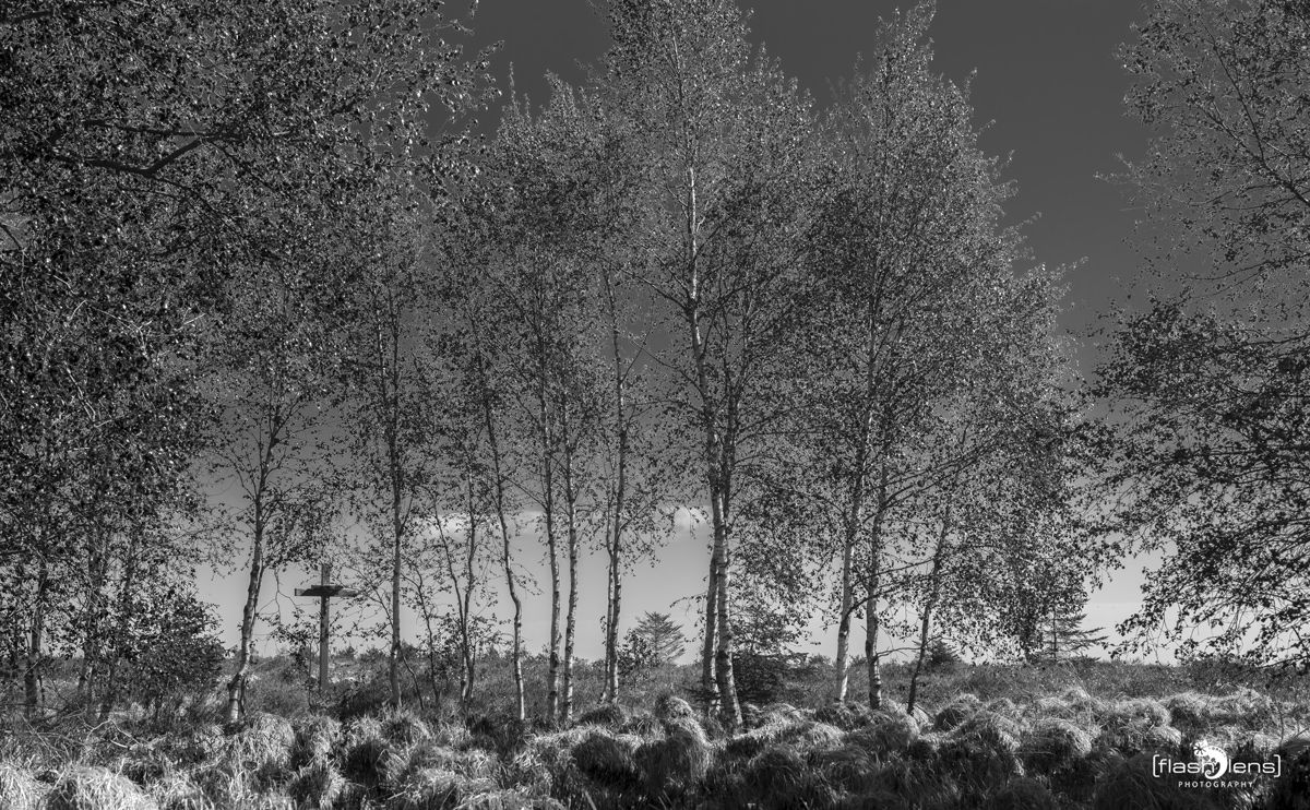 Noir Flohay 006