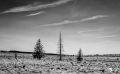 Noir Flohay 046