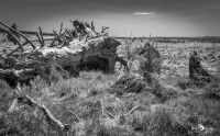Noir Flohay 049