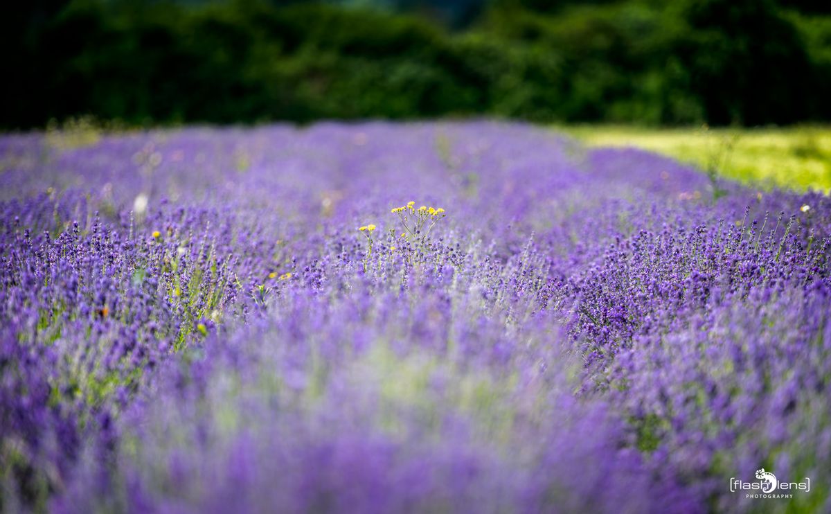 Petit Provence 004