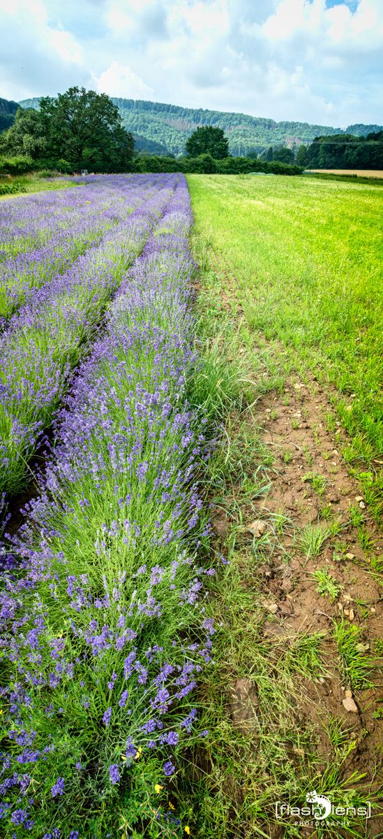 Petit Provence 005