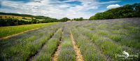 Petit Provence 006