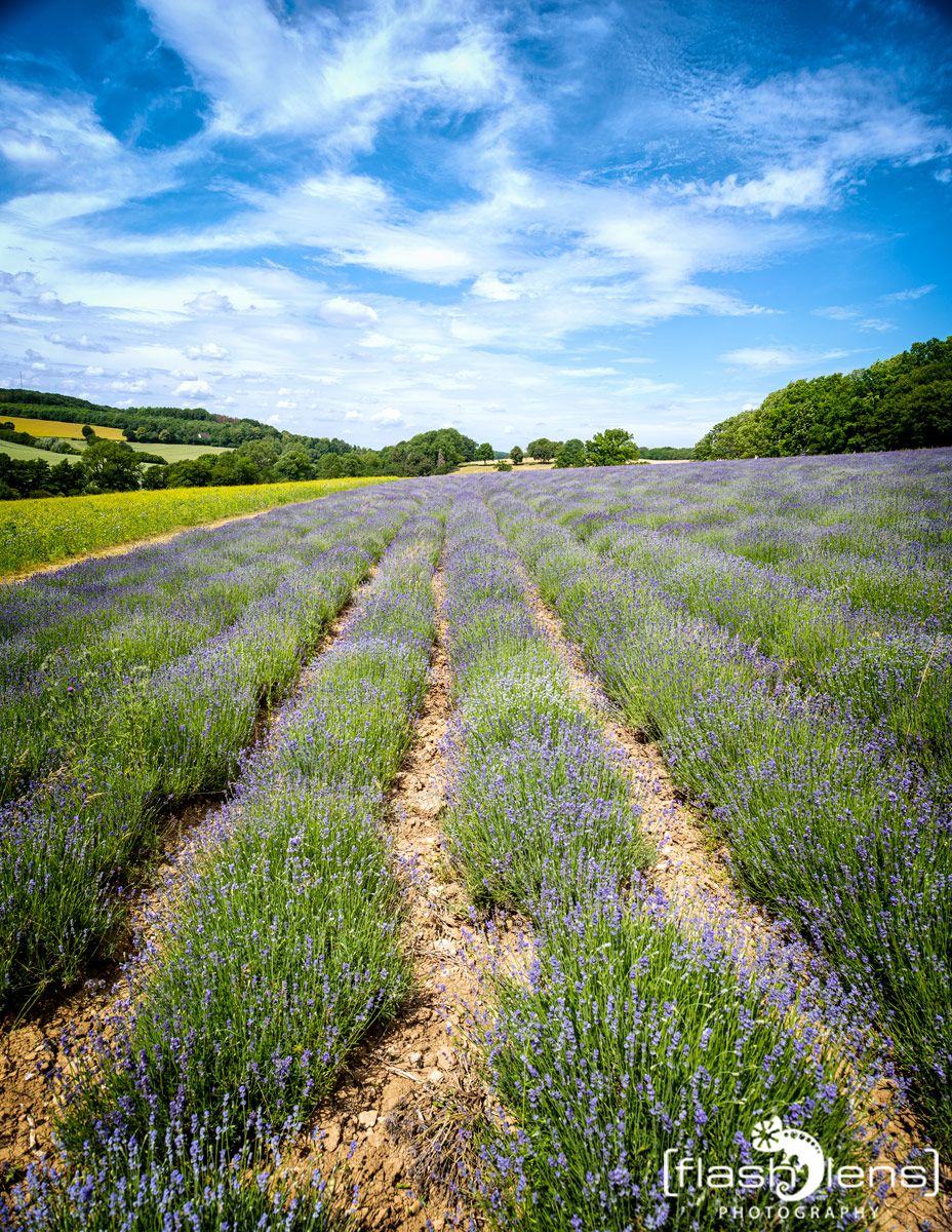 Petit Provence 015