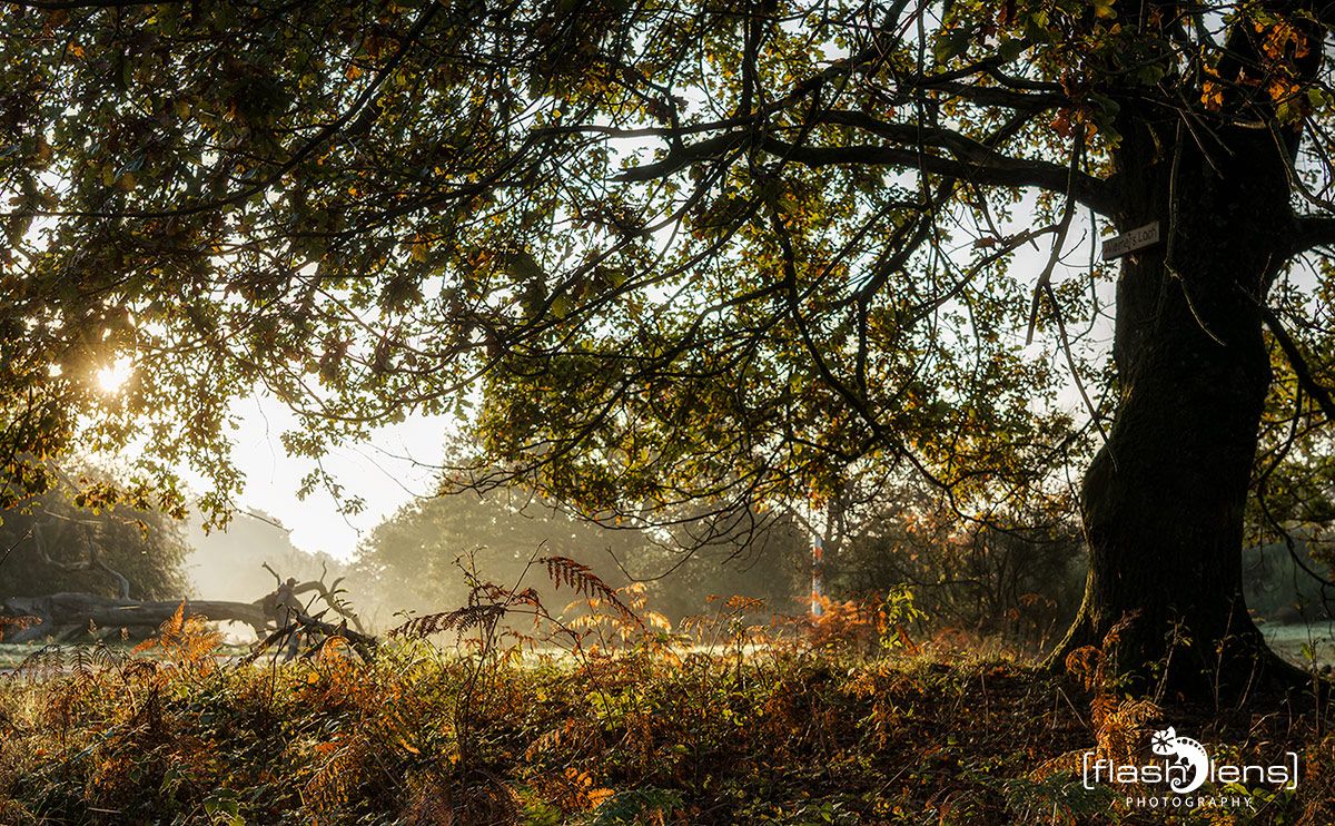 Wahner Heide 002