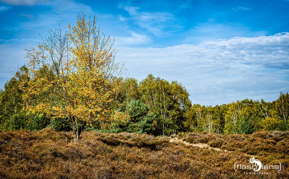 Wahner Heide 005