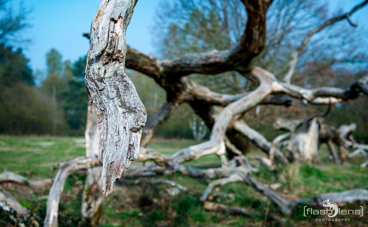 Wahner Heide 007  1 