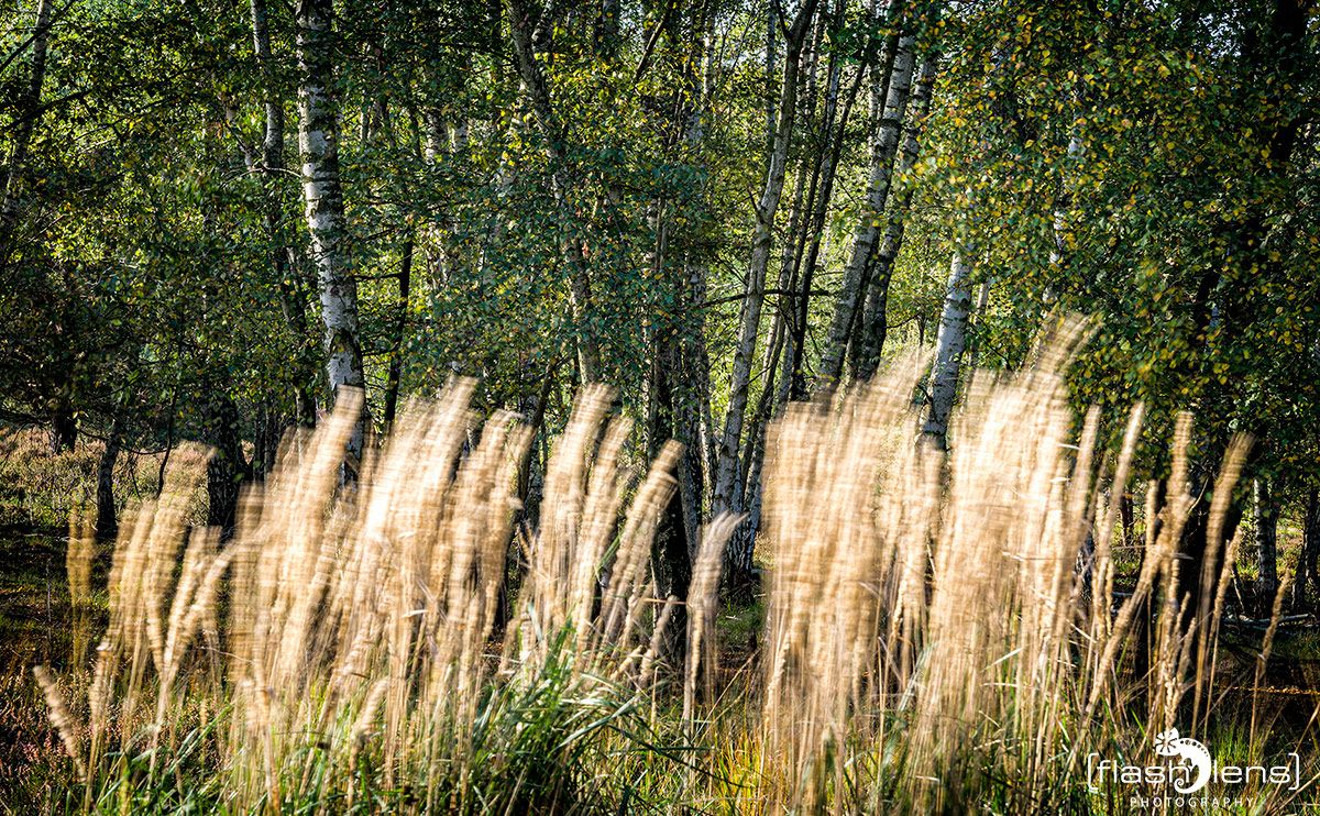 Wahner Heide 009