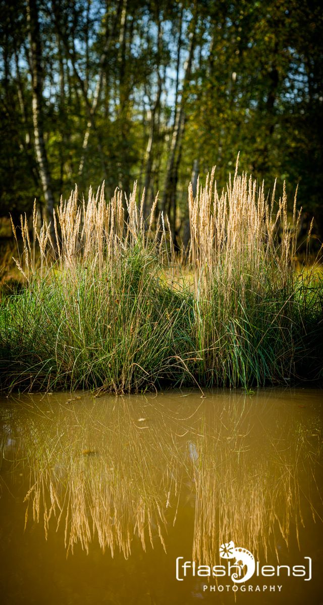 Wahner Heide 010