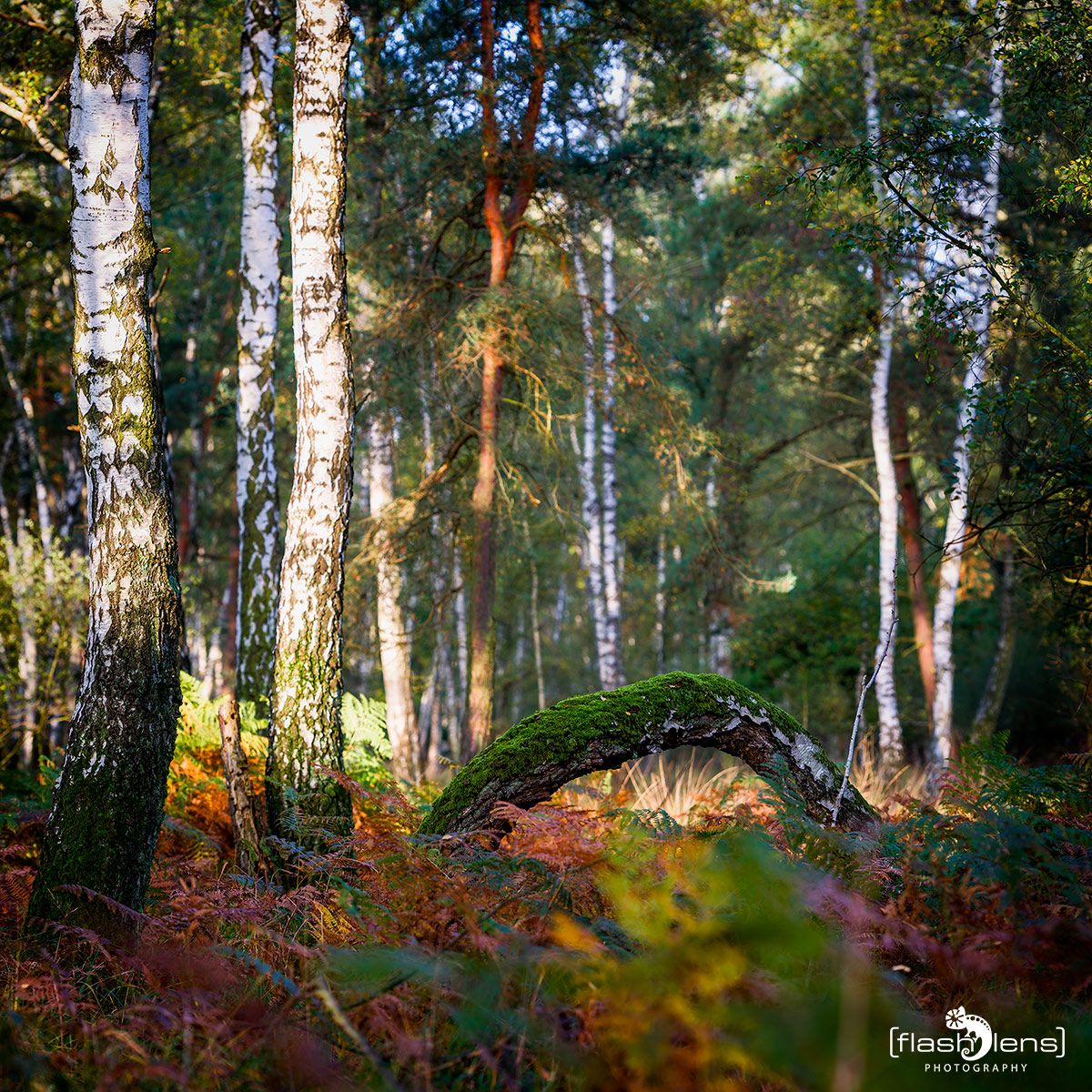 Wahner Heide 012