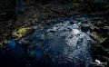 Holzbachschlucht 025