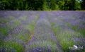 Petit Provence 020