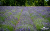 Petit Provence 020