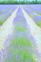 002 Dept Valcluse 026