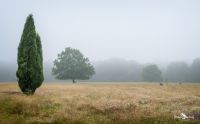 FotoFahrt Lueneburger Heide 2021 003
