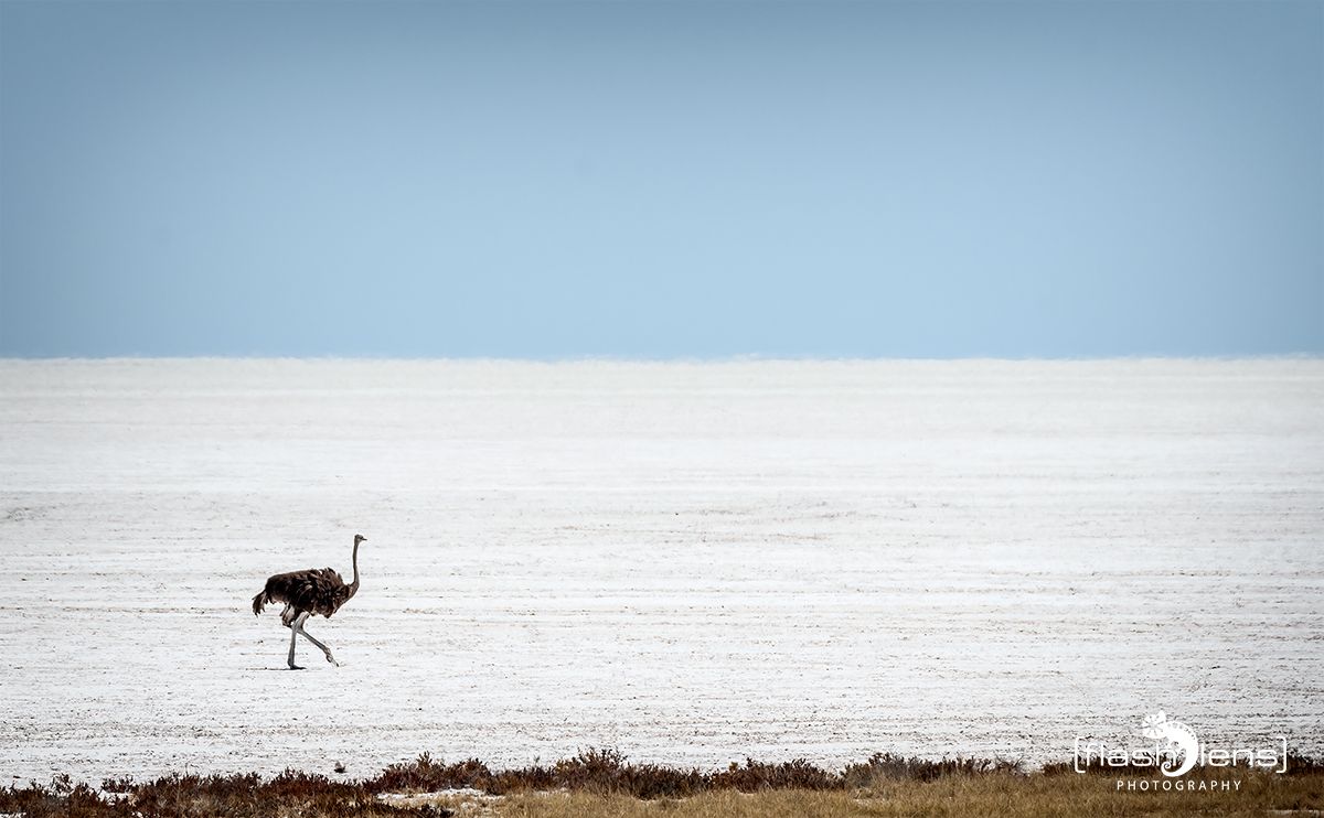 etosha 005