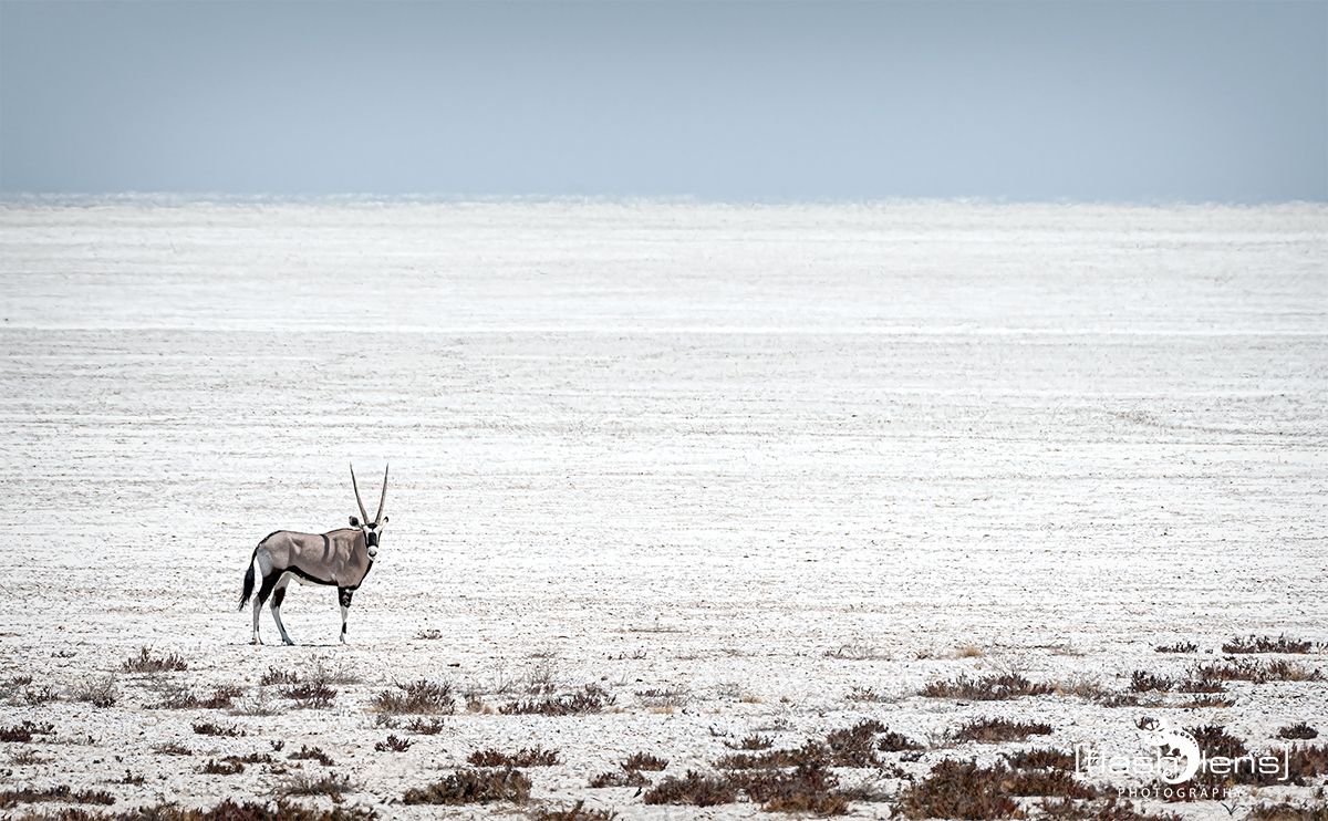 etosha 006