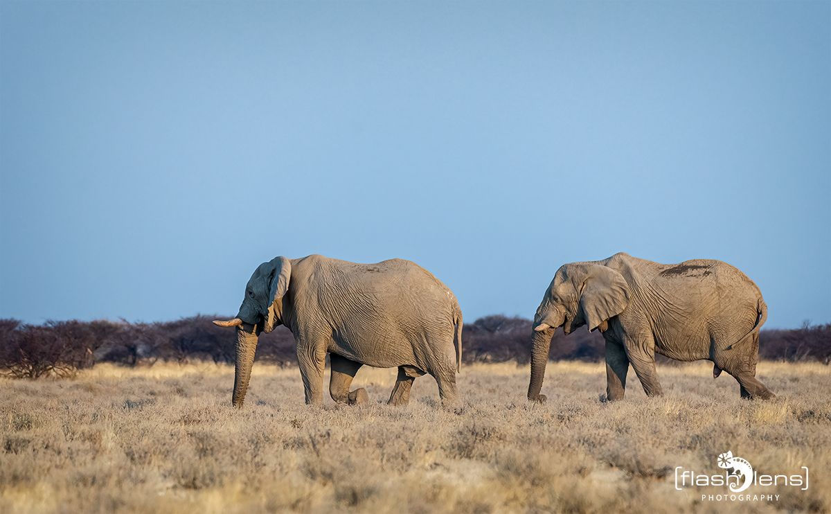 etosha 013