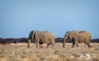 etosha 013