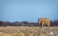 etosha 014