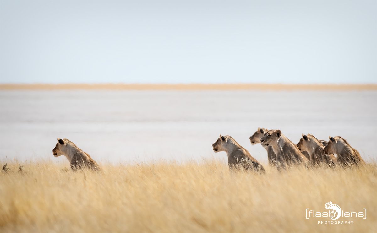 etosha 035